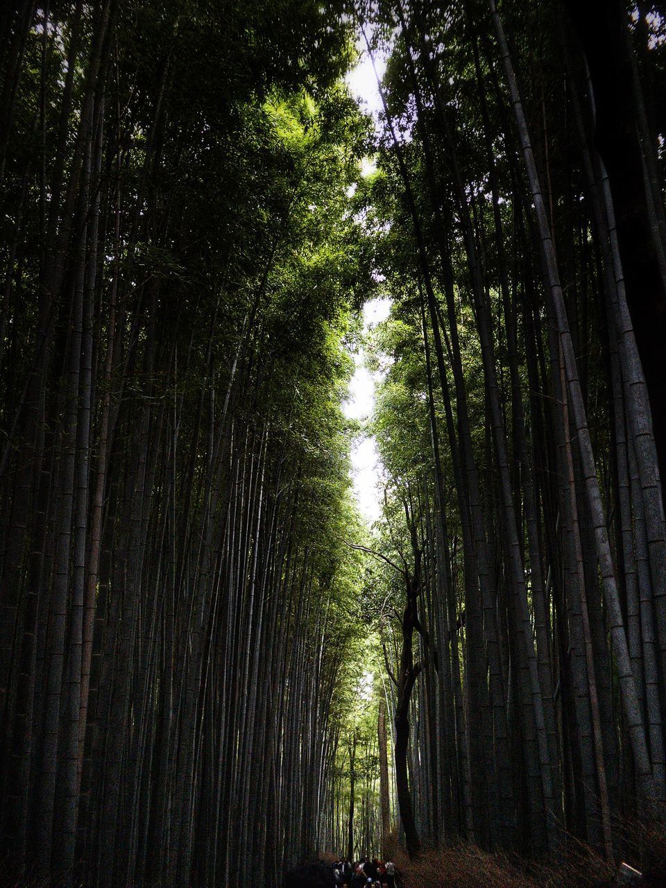 BAMBOO TREES IN FOREST