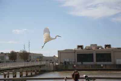 Seagull flying over a town