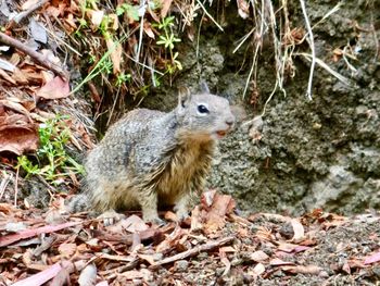 Close-up of squirrel in forest