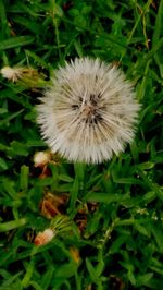 Close-up of white dandelion flower