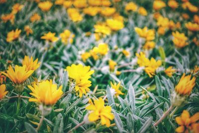 Close-up of yellow flowering plants on field