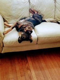 Dog sleeping on floor at home