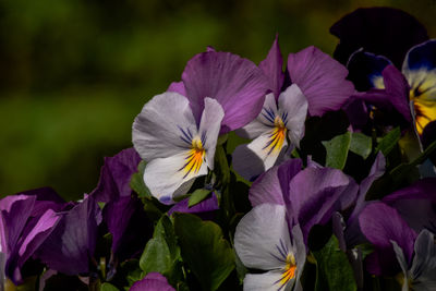 Close-up of purple flowering plants