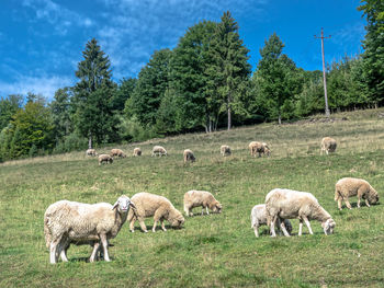 Sheep grazing on field against sky