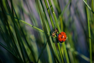 ladybug