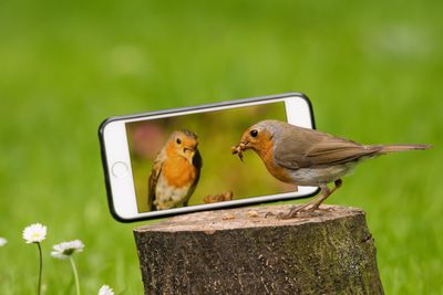 Close-up of robin bird by phone on tree stump