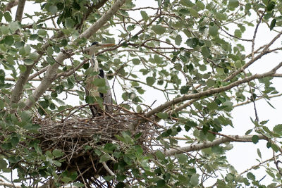 Low angle view of bird perching on tree