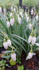 Close-up of white flowers blooming outdoors