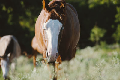 Close-up of a horse on field