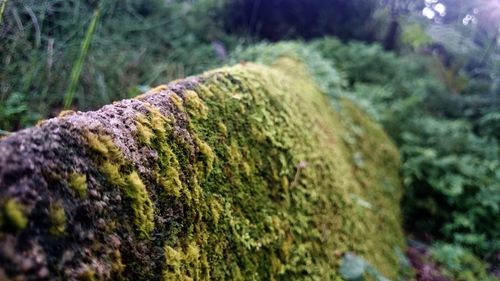 Close-up of moss