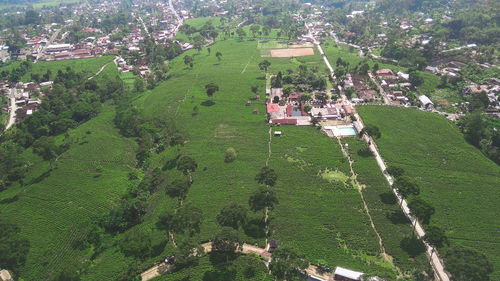 High angle view of trees and plants growing on field