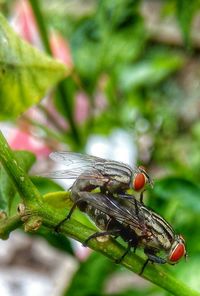 Close-up of insect on leaf