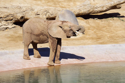 View of elephant near pond, water