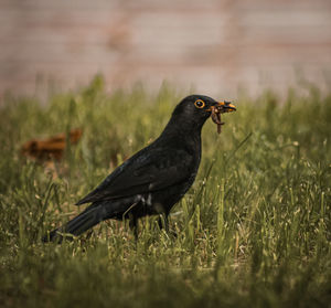 Bird on a field