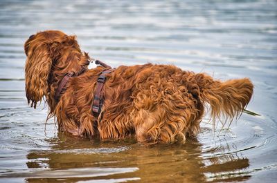 View of dog on beach