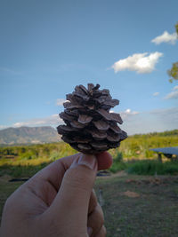 Close-up of hand holding pine cone on field against sky
