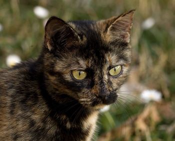 Close-up portrait of a cat