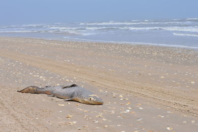 Shark washed up on the beach