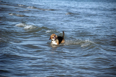 Dog playing in the water of a sea during a sunny day