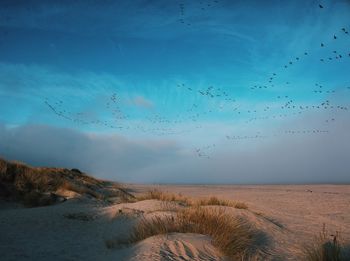 Flock of birds on sand against sky