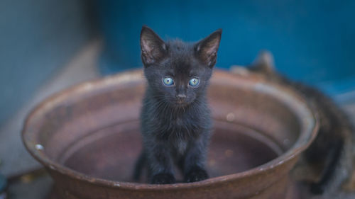 Close-up portrait of a cat