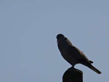 Low angle view of bird perching on the sky