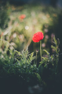 Close-up of red poppy flower