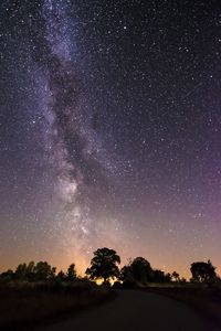 Silhouette trees against star field at night