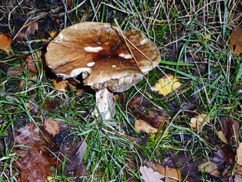 Close-up of mushroom on grass