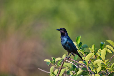 Close-up of bird perching on plant