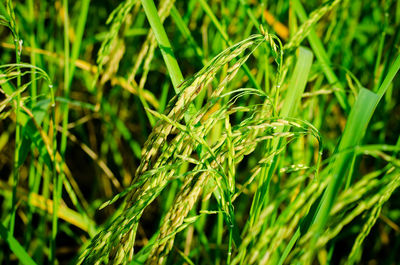 Close-up of crops growing on field