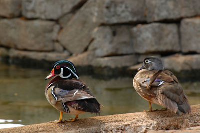 Close-up of birds perching on wall