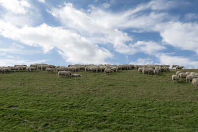 Sheep on green grass