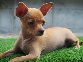 Portrait of dog relaxing on field