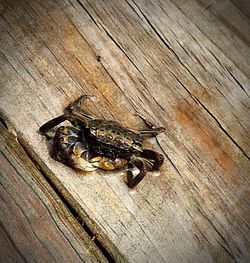 Close-up of lizard on wood