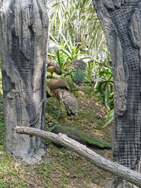 Close-up of lizard on tree trunk