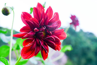 Close-up of red flower blooming outdoors