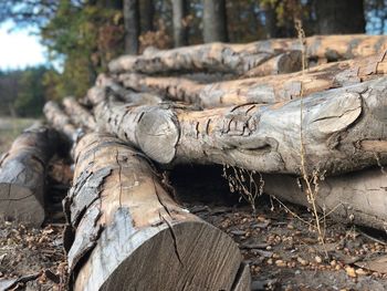 Close-up of logs on field in forest