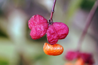 Close-up of water drops on red rose