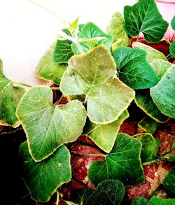 Close-up of fresh green leaf