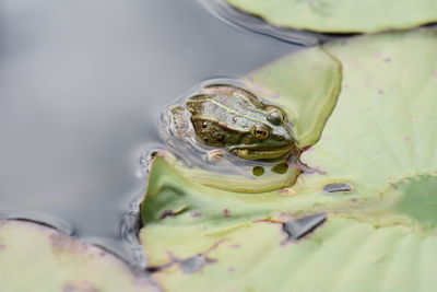 High angle view of frog in lake