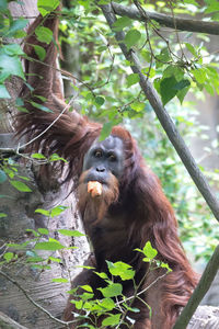 Low angle view of monkey sitting on tree