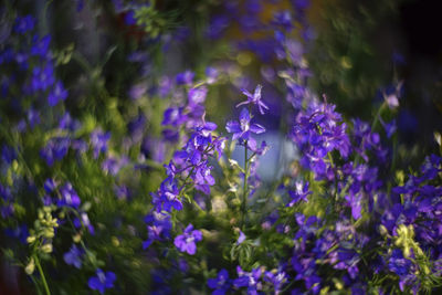 Close-up of bumblebee on purple flowers