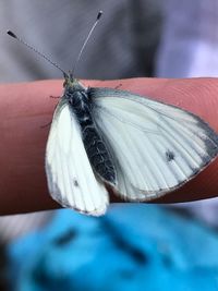 Close-up of butterfly on hand