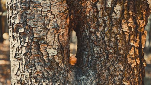 Close-up of tree trunk