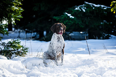 Dog standing on snow covered land