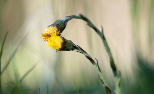Close-up of honey bee on flower
