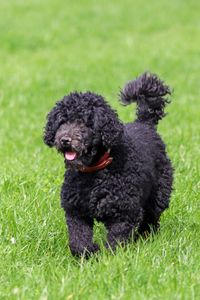 Black dog in a field