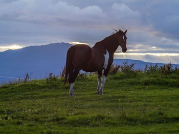 Horse on field against sky