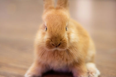 Close-up portrait of a rabbit